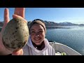 i risked my life for this egg picking and seal hunting