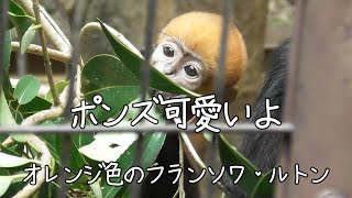 ポンズ可愛いよ～オレンジ色のフランソワ・ルトン～　2023/07/20