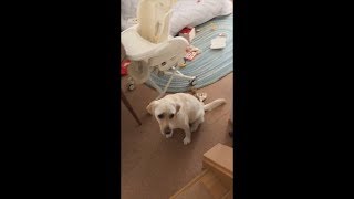 階段を上るカズちんを心配そうに見守るバウ【ラブラドールと赤ちゃん1歳1ヶ月】Labrador \u0026 Baby