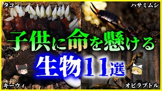 【ゆっくり解説】自分の身を子供に…⁉子供に「命を懸ける」生物11選を解説/生物たちの命の繋ぎ方