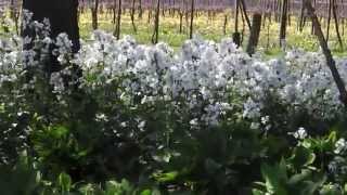 (Spring) voorjaar op de kwekerij (nursery) `hof te Dieren