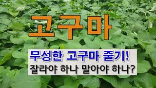 무성한 고구마 줄기 잘라야 하나 말아야 하나? # 주말농장 도시 텃밭 고구마 가꾸기