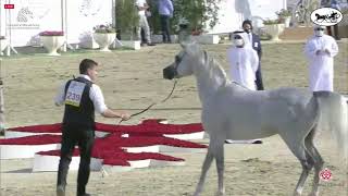 N 239 KA NABRAS   Sharjah International Arabian Horse Festival 2021   Stallions 4 6 Years Old Class