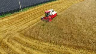 2016 Yanmar AG1140R harvesting a wheat 얀마 범용 콤바인 밀 수확