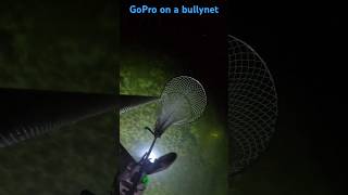 Attached a GoPro to my lobster bully net pole. #fishing  #lobster #shorts #bullynet #bullynetting