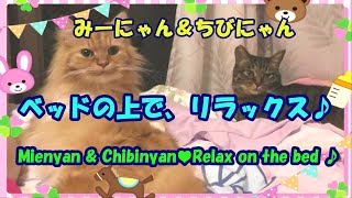 みーにゃん＆ちびにゃん♥ベッドの上で、リラックス♪Mienyan \u0026 Chibinyan・Relax on the bed ♪