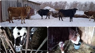 ДОМ В ДЕРЕВНЕ. СЕЛЬСКОЕ ХОЗЯЙСТВО. ДЕРЕВЕНСКАЯ ЖИЗНЬ.