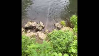 Mid May Trout Fishing, Little Lehigh Parkway, Allentown, Pa