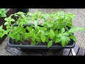 prune lemon basil why and how to prune for a healthy plant