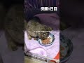 保護猫子猫成長記録