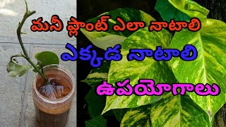 how to grow money plant from cuttings || how to plant money plant in home