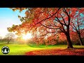 Great Mind Relaxing Music, Gentle Piano Music Helps Reduce Stress, Focus On Studying Effectively