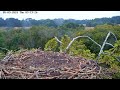 Poole Harbour Osprey Nest Camera - Landscape View