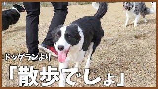 散歩好きの犬がドッグラン行くとこうなります！｜ソフィアディスク大会｜我が家のクリスマス【ボーダーコリー】