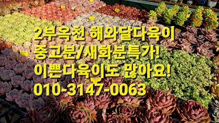 2부옥천 해와달다육이 중고분새화분특가!이쁜다육이도 많아요!010-3147-0063