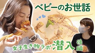 【かわいすぎ】フトアゴベビーが食べまくる🥬‼️オススメのランプや飼育方法も紹介💡※たまにカメ🐢