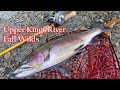 Upper Kings River, Fall wild trout action, BFS Lure Fishing [4K60 HDR]