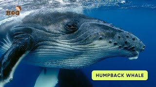 ABC Whales and Dolphin Song | Sea Animals Song | Learn English, Alphabets and Animals for Kids #abcd