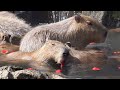 capybaras in the strawberry bath カピバラのいちご風呂♨️ 伊豆シャボテン動物公園元祖カピバラ露天風呂 2023.3.4　masbro