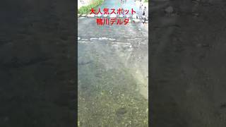 子供やカップルや外国人にも超大人気の観光スポット！！京都府の出町柳にある鴨川デルタはこんな感じです。#shorts #鴨川デルタ#観光スポット