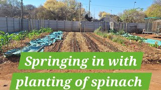 Springing in with planting of spinach| South Africa