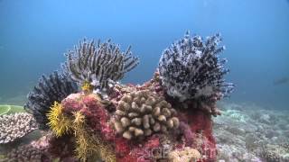 World Oceans Day 2015