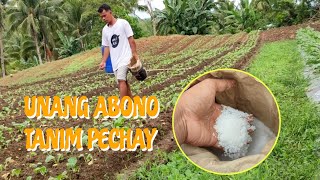 BAKIT HINDI KAILANGAN MADAMI ANG UREA? Una pag abono ng tanim pechay| PAKCHOI