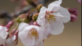 フリー素材 桜の花びら