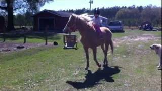 My daughter riding her birthday pony...READ DISCRIPTION