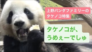 【筍特集】シャオくんとレイちゃんの残ったタケノコの奪い合い　2023.04.14 Cute panda twins