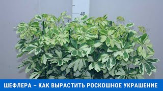 Шефлера – как вырастить роскошное украшение для дома и офиса?