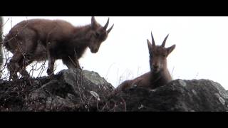 Steinbock, Alpine Ibex , Bouquetin