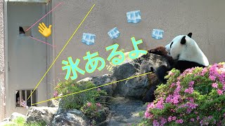 【結浜🎀「氷あるよ」_収容作戦Part.3📷6/10】11:25～11:39/水飲み場で休養/飼育員さん2人掛かりで呼びかけ #ぽめぱん #PandaChannelbypomeranianfilm