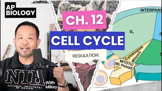 AP Biology: Chapter 12 - Cell Cycle REGULATION, the stuff that really matters.