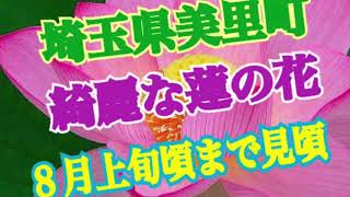 【埼玉県美里町阿那志の蓮】美里町公認観光大使‼️寿々乃舞が行く‼️