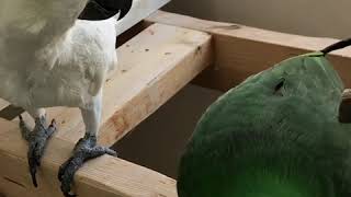 ねー！ご飯ちょうだい。今日の仲良しさんは、アルーキバタンのバンとオオハナインコのおーすけ君