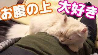 飼い主のお腹の上が大好きな猫【あるある】