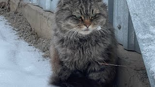 極寒の雪の降る日、お腹を空かせた野良猫にご飯をあげると・・