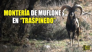 MONTERÍA DE MUFLONES EN TRASPINEDO