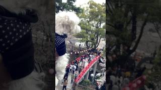 岡崎市 お花見 桜まつり\u0026マルチーズ愛犬 #shorts #お花見 #桜まつり #岡崎市