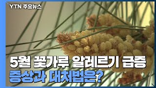 5월 꽃가루 알레르기 급증...증상과 대처법은? / YTN