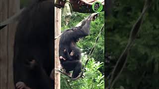 Chimp Carrying Baby Chimpanzee Up High #shorts