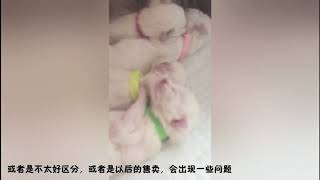 小布朵朵布偶猫--奶猫成长记录day1--part2  关于小奶猫的脖环儿