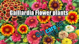 #Gaillardia Flower Plants Care//# Gaillardia ଫୁଲ ଗଛ ଲଗାଇବା ପୁରା ସହଜ//