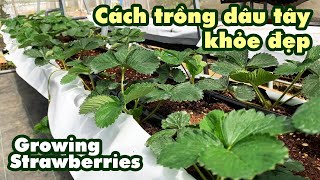 Cách trồng dâu tây đẹp • Strawberry • @songdean tập 61