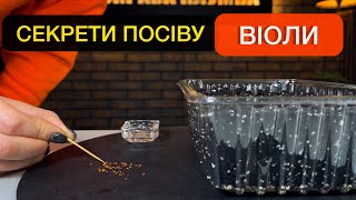 Як вирощувати розсаду віоли з насіння: терміни посіву, пікіровка.