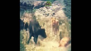 #wildlifemoments #shortvideos #lion #buffalo #shots #viralshorts