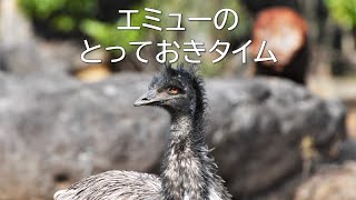 【ズーラシア公式】エミューのとっておきタイム