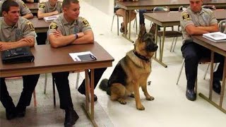 When You Live With a Dog That Has an Incredible Brain 😲 Funniest Dogs Video 2025!