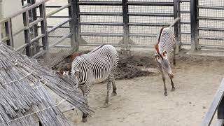 お母さんミンディーとミナトの朝食タイム【京都市動物園】